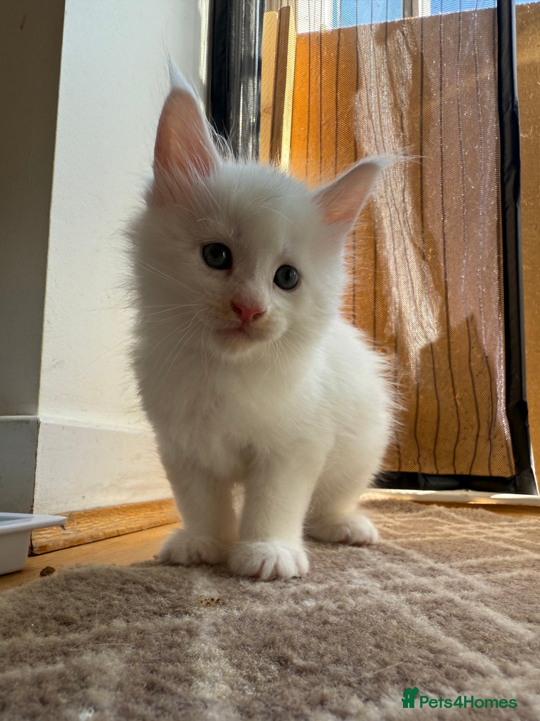 Maine Coon cats for sale: Maine Coon Kittens for sale - Image 35