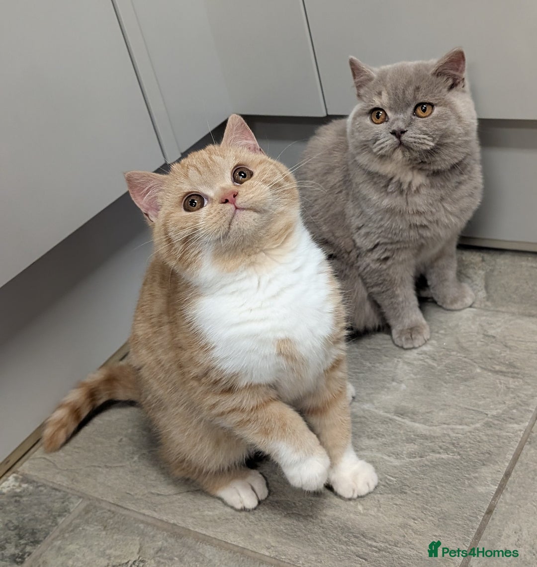 British Shorthair cats for sale: Gorgeous British shorthair kittens  - Advert 3