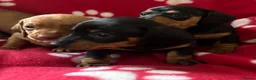 Miniature Dachshund dogs for sale: Kc reg 5 mini dachshund for sale  - Advert 5