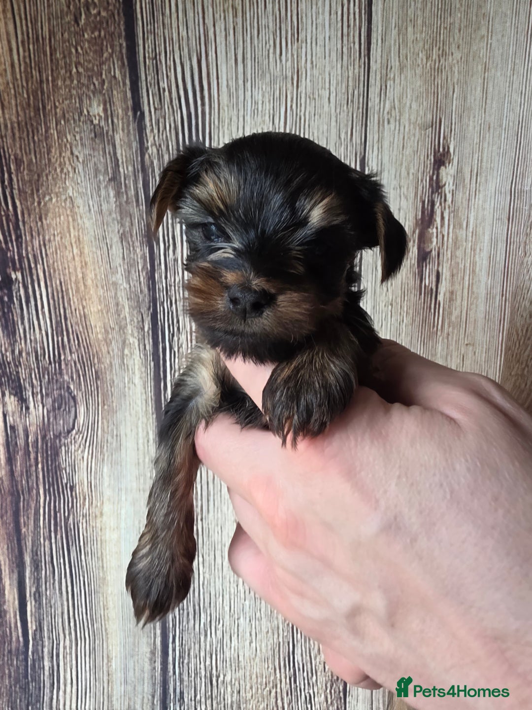 Yorkshire Terrier dogs for sale: KC Registered Yorkshire Terrier puppies! - Advert 2