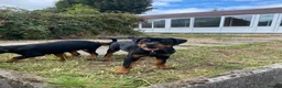 Rottweiler dogs for sale: Rottweiler puppies for show & breeding - Advert 28