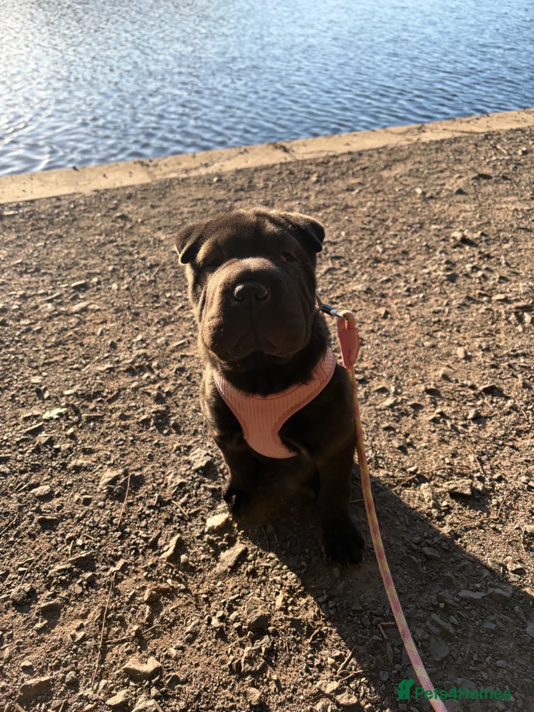 Shar Pei dogs for sale: Female Shar Pei - Luna🐶 - Advert 2