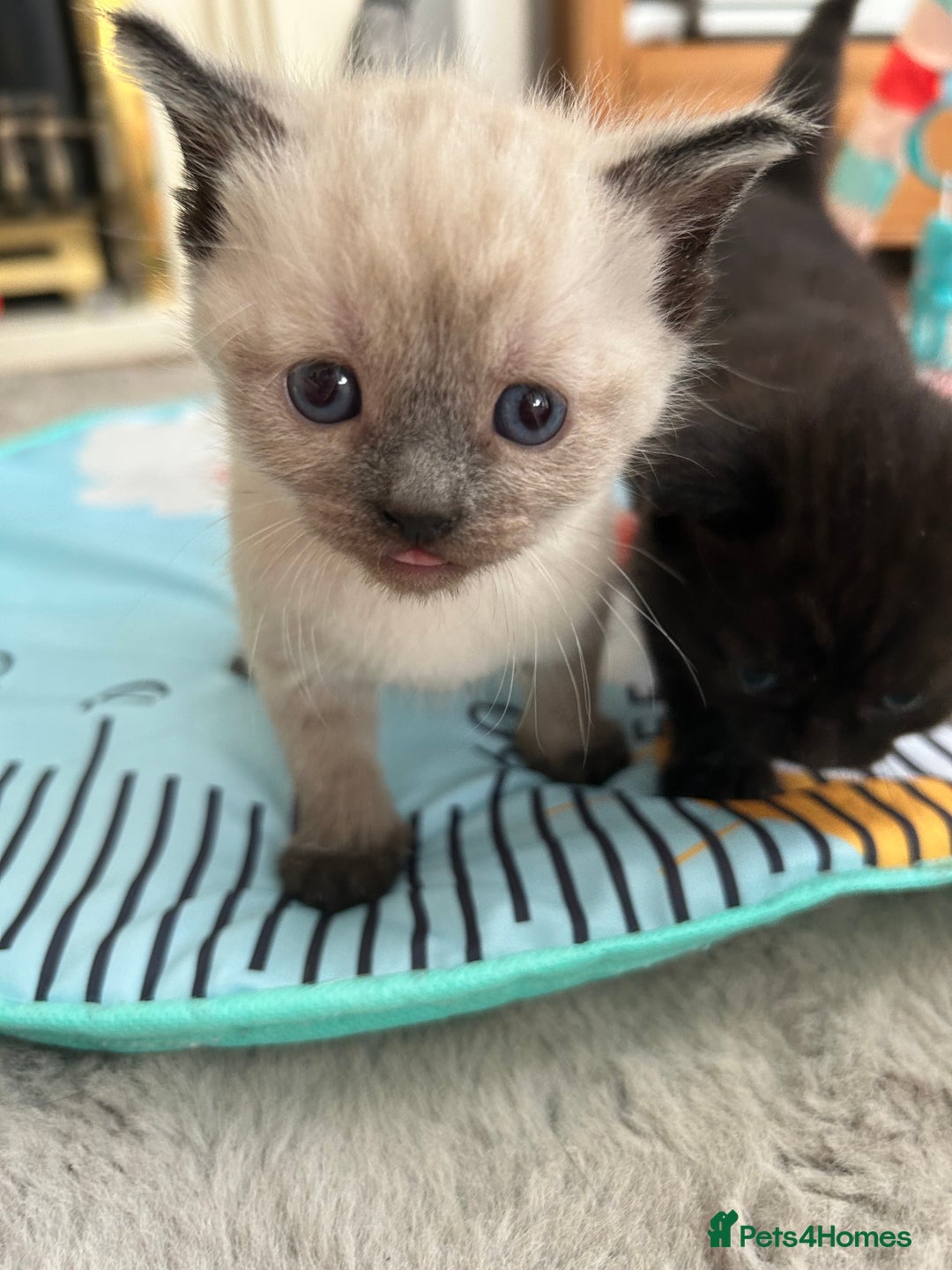 Mixed Breed cats for sale: Mixed breed kitten  - Image 5
