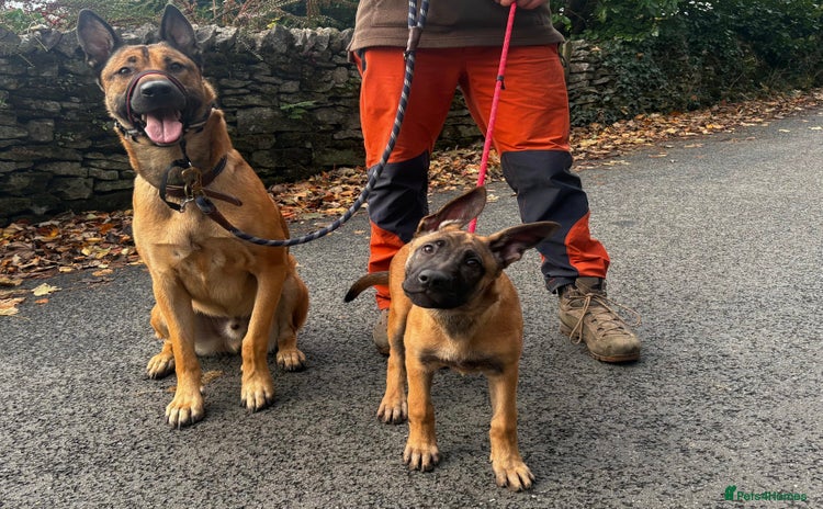 Mixed Breed dogs - Advert 9