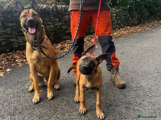 Mixed Breed dogs - Advert 5