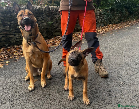 Mixed Breed dogs - Advert 9