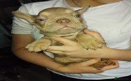 French Bulldog dogs for sale: Beautiful chunky Frenchies - Image 28