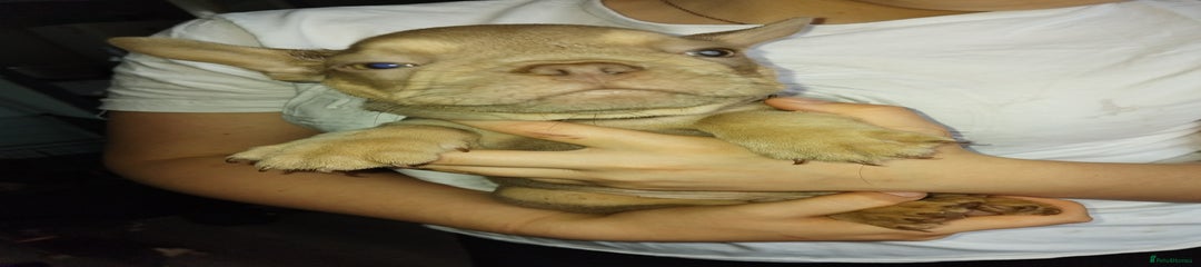 French Bulldog light green collar