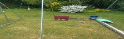 Chickens poultry for sale: 6 Silkie chicks in Wilmslow - Advert 1