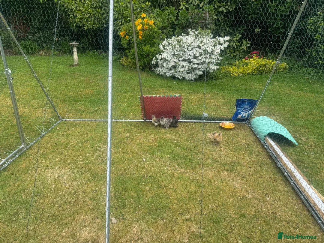Chickens poultry for sale: 6 Silkie chicks in Wilmslow - Advert 1