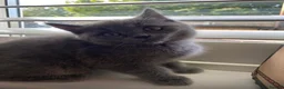 British Shorthair cats for sale: Beautiful GGCF British Shorthair X Ragdoll Kittens - Advert 9