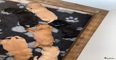 Labrador Retriever dogs - Advert 10