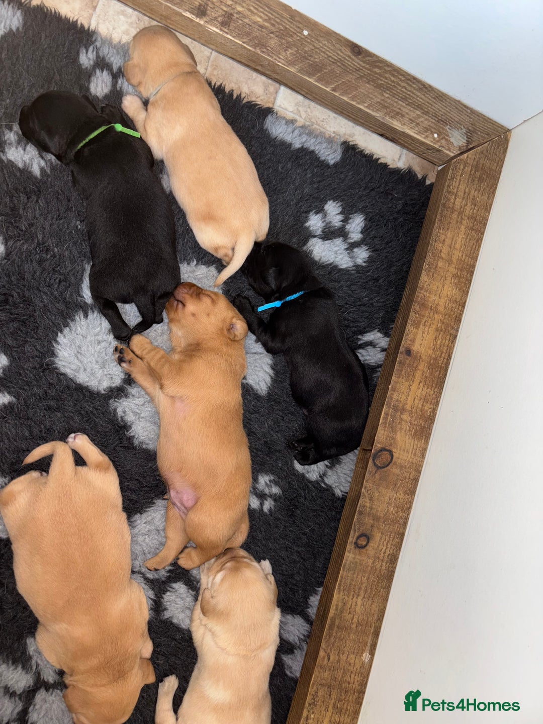 Labrador Retriever dogs for sale: Labrador Pups - Image 3