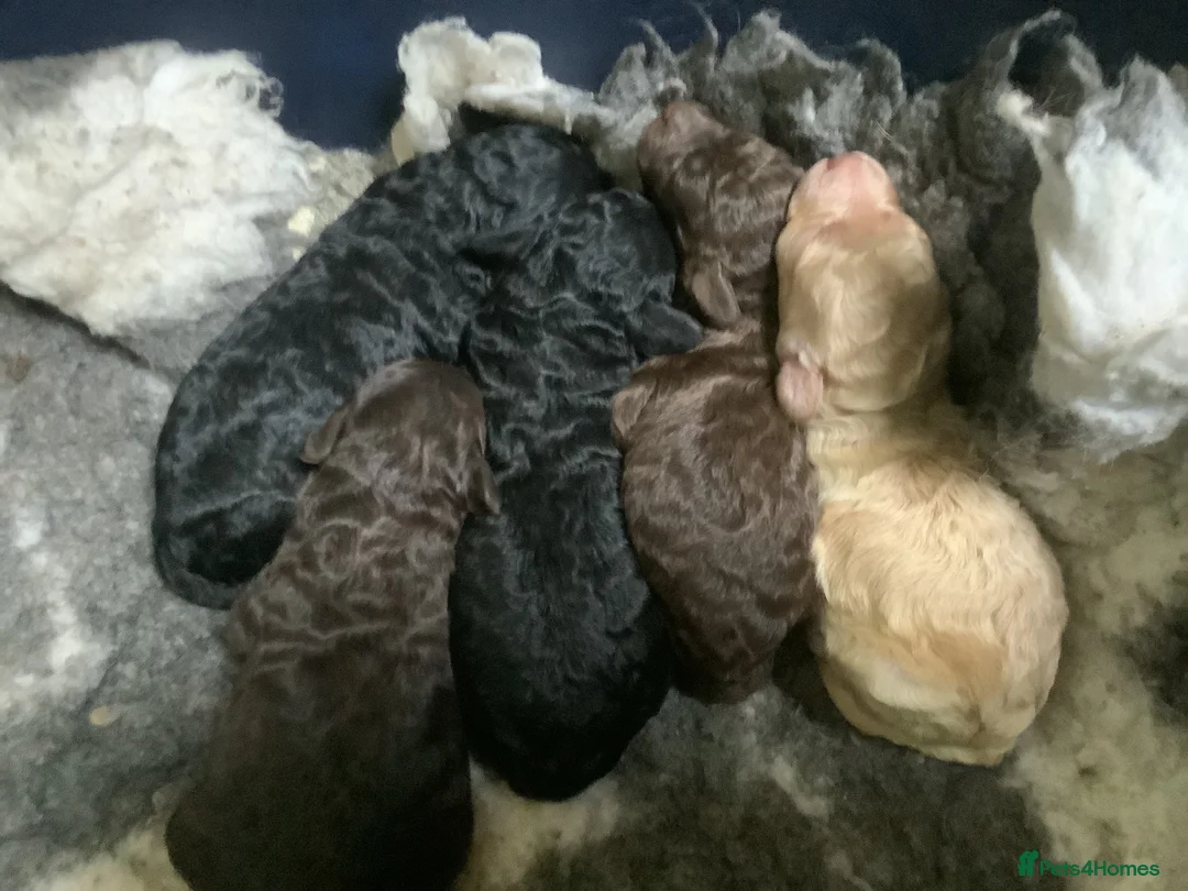 Miniature Poodle dogs for sale: MINIATURE POODLE PUPPIES x5 chocolate & apricot - Advert 2