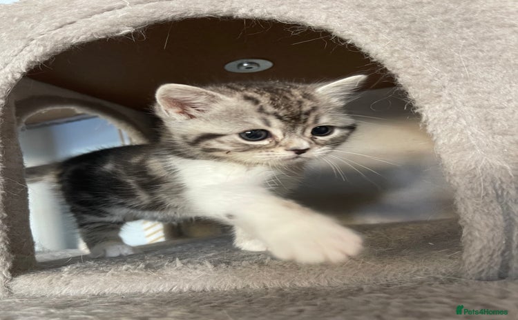 Mixed Breed cats - Advert 15
