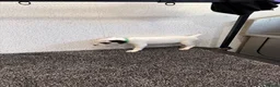 Jack Russell dogs for sale: Working type jack Russell pups  - Advert 3