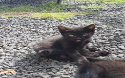 British Shorthair cats for sale: Kittens Ready Now  - Image 11