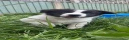 Border Collie dogs for sale: Male border collie puppy  - Advert 1