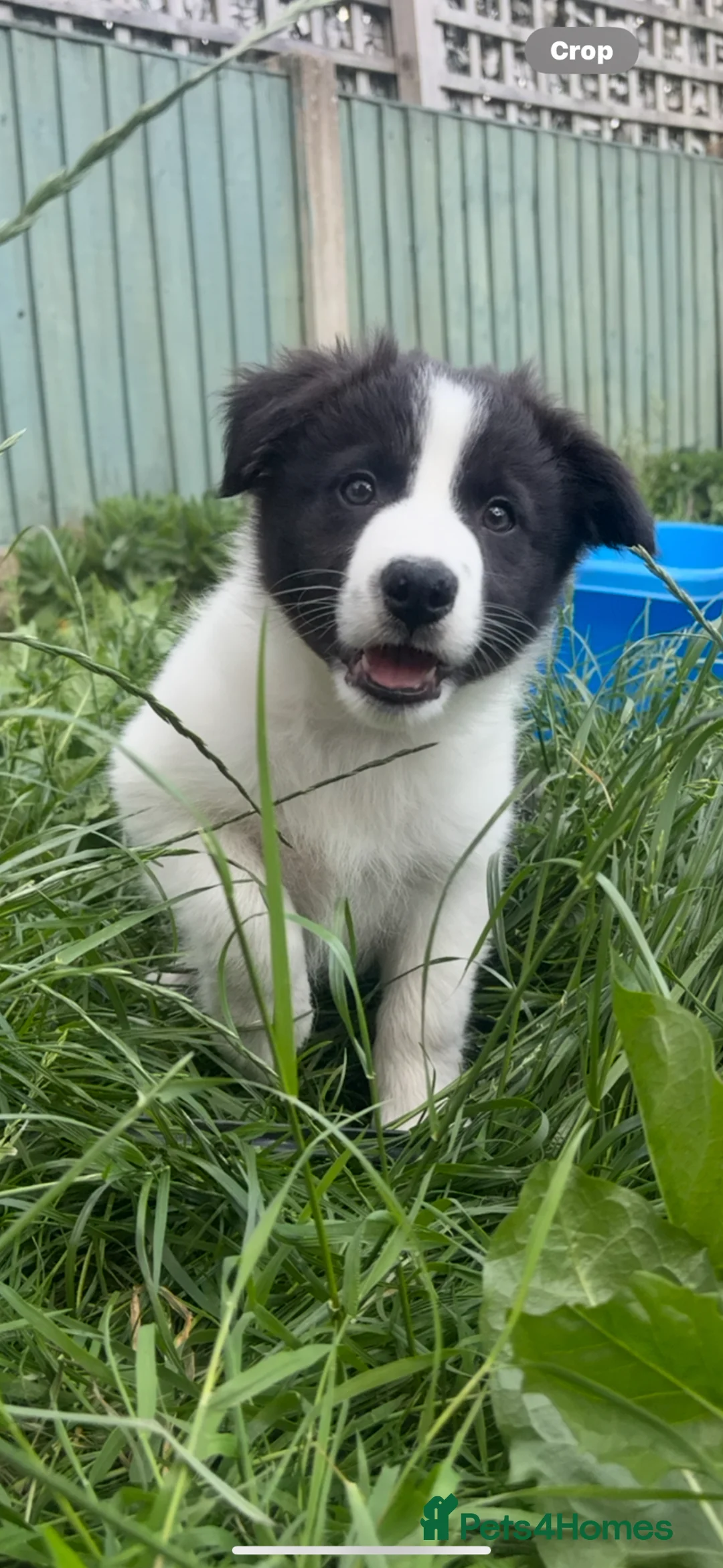 Border Collie dogs for sale: Male border collie puppy  - Advert 1