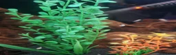 Cichlids fish for sale: CICHLIDS READY TO GO  - Advert 2