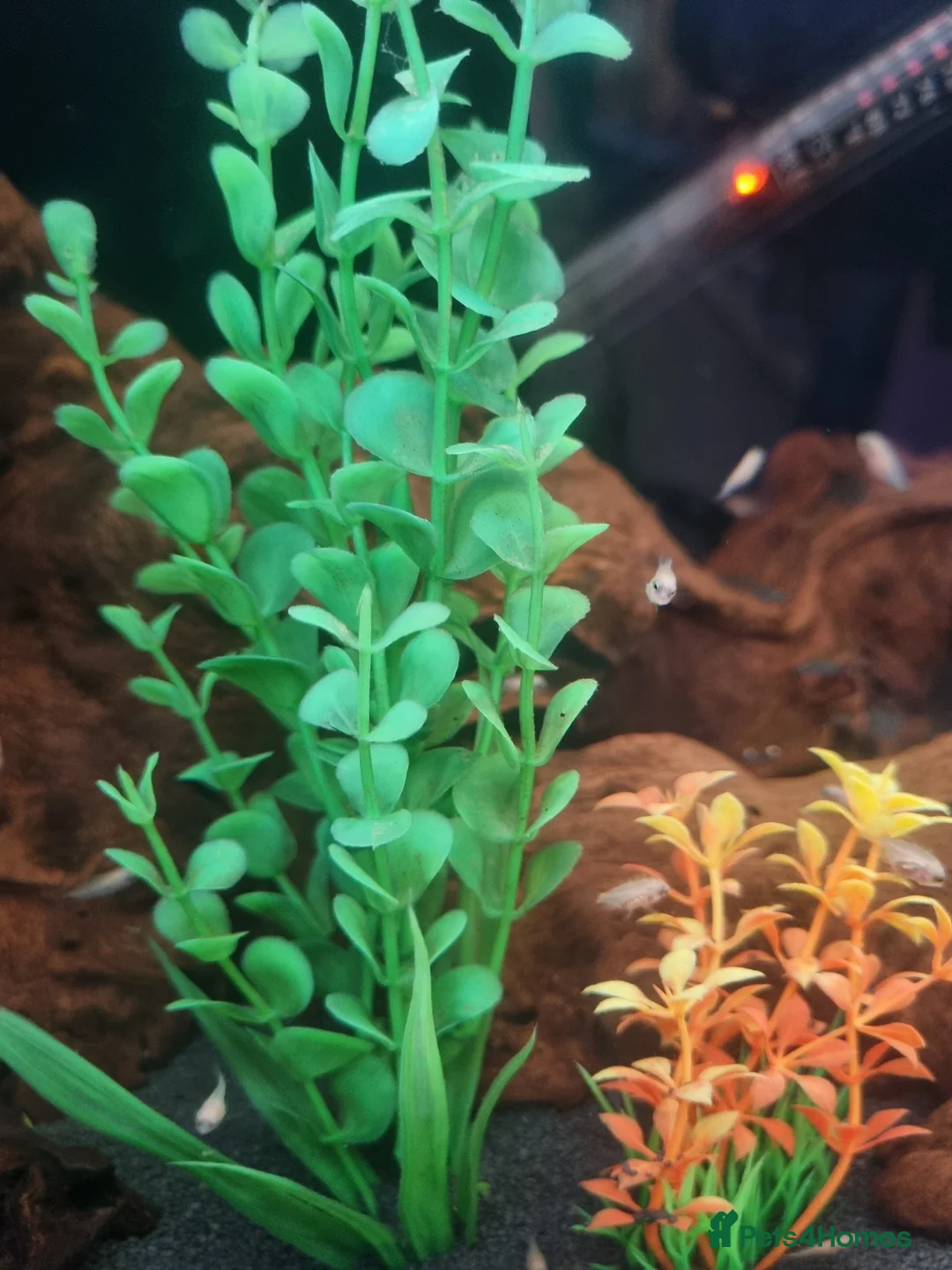 Cichlids fish for sale: CICHLIDS READY TO GO  - Advert 2