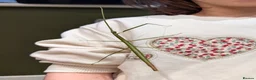 Stick Insects invertebrates for sale: Vietnamese stick insects  in Houghton le Spring - Advert 5
