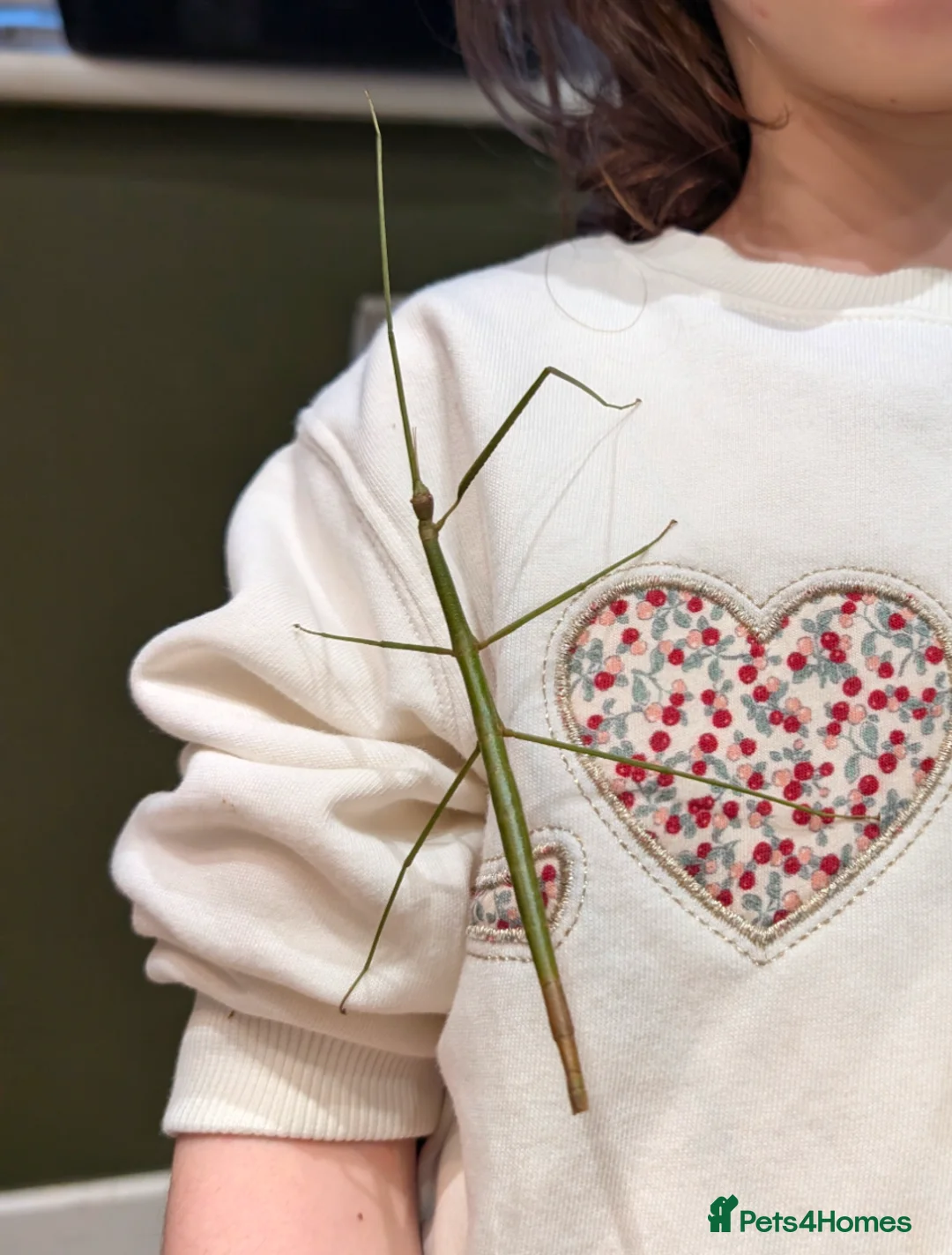 Stick Insects invertebrates for sale: Vietnamese stick insects  in Houghton le Spring - Advert 5