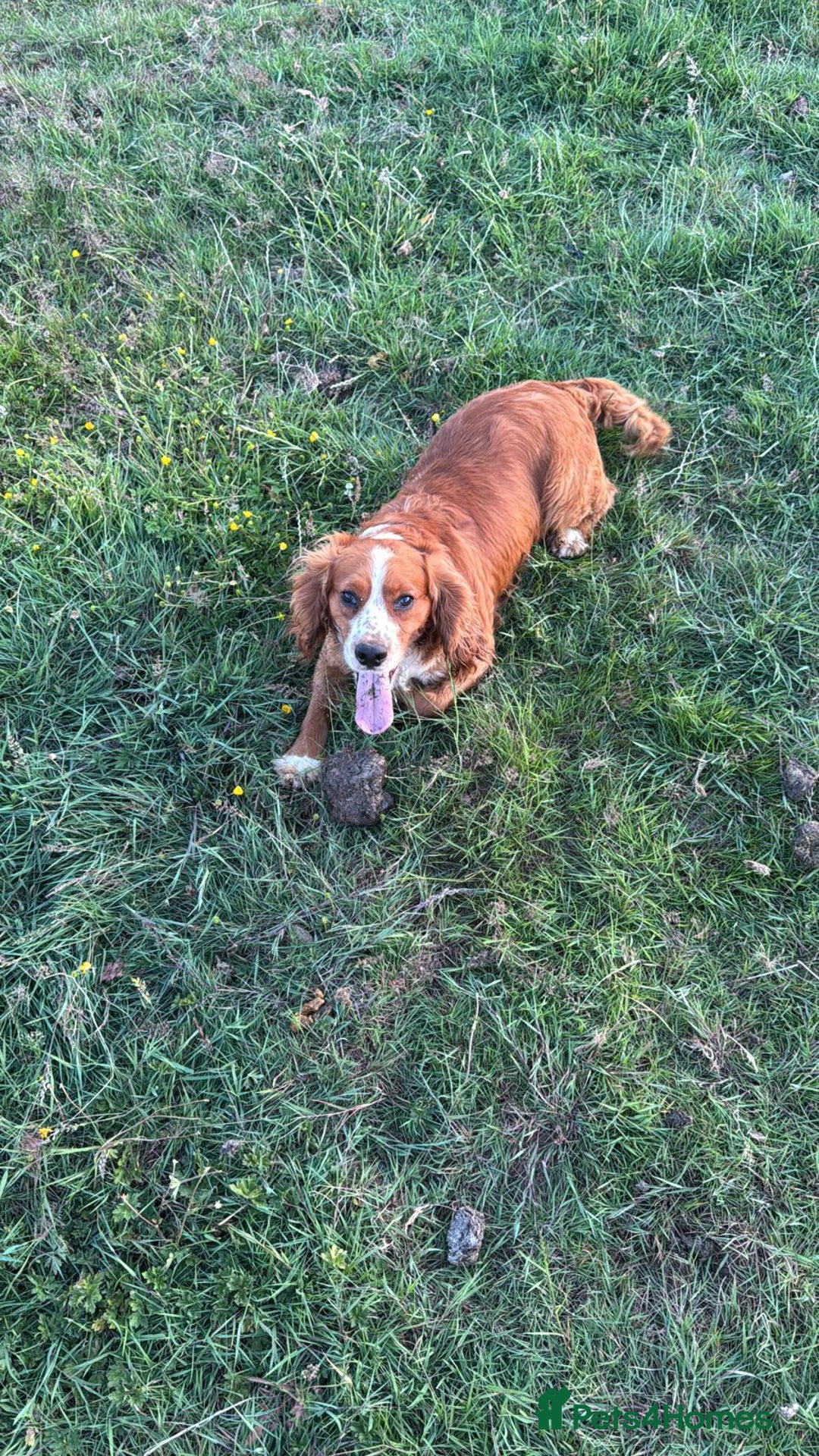Cocker Spaniel dogs for sale: Stunning Litter of KC Reg Cocker Spaniel Puppies - Image 14