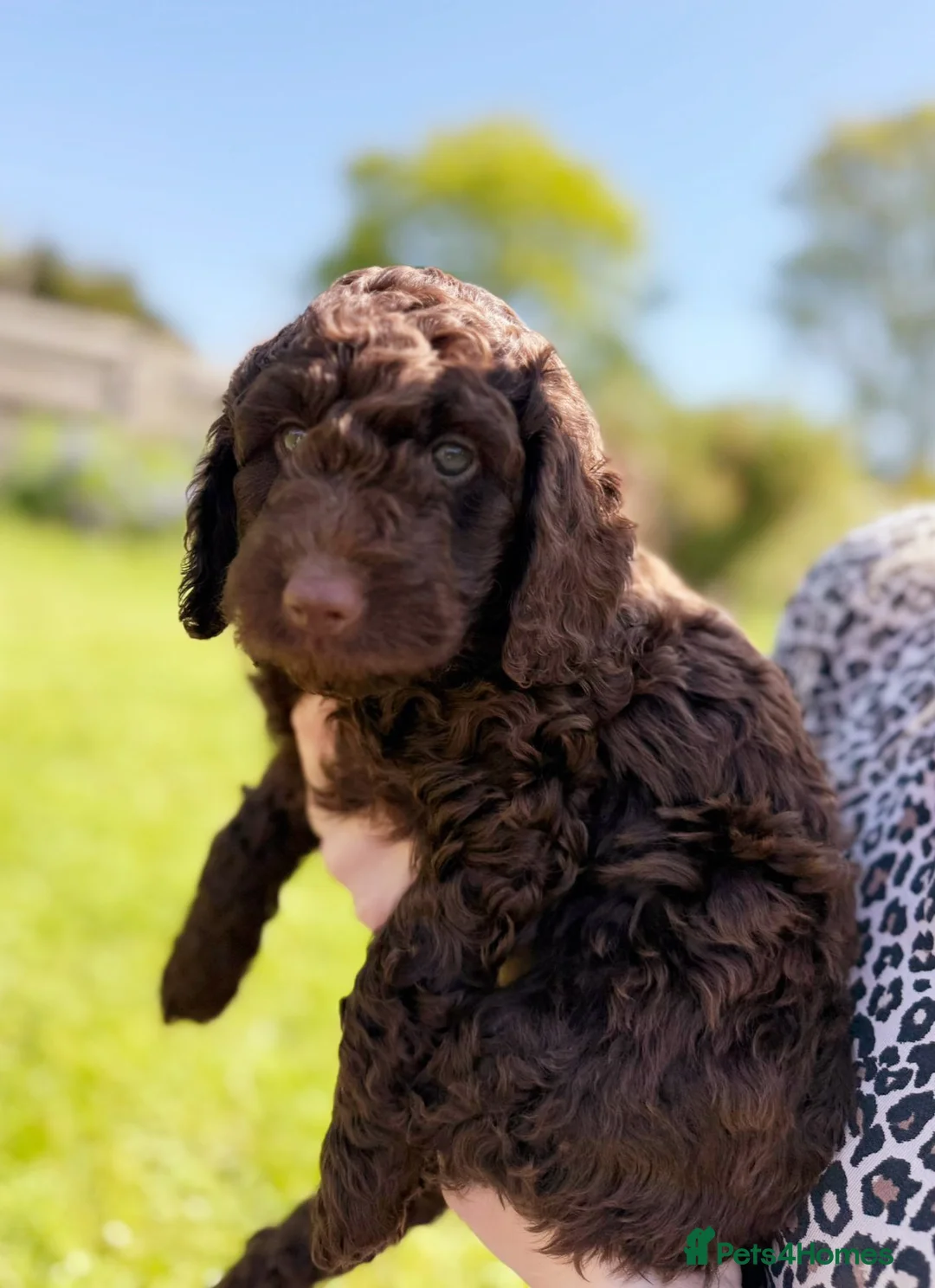 Cockapoo dogs for sale: Stunning Cockapoo Puppies  - Advert 2