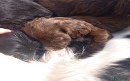 Cocker Spaniel dogs for sale: Cocker spanel  - Image 4