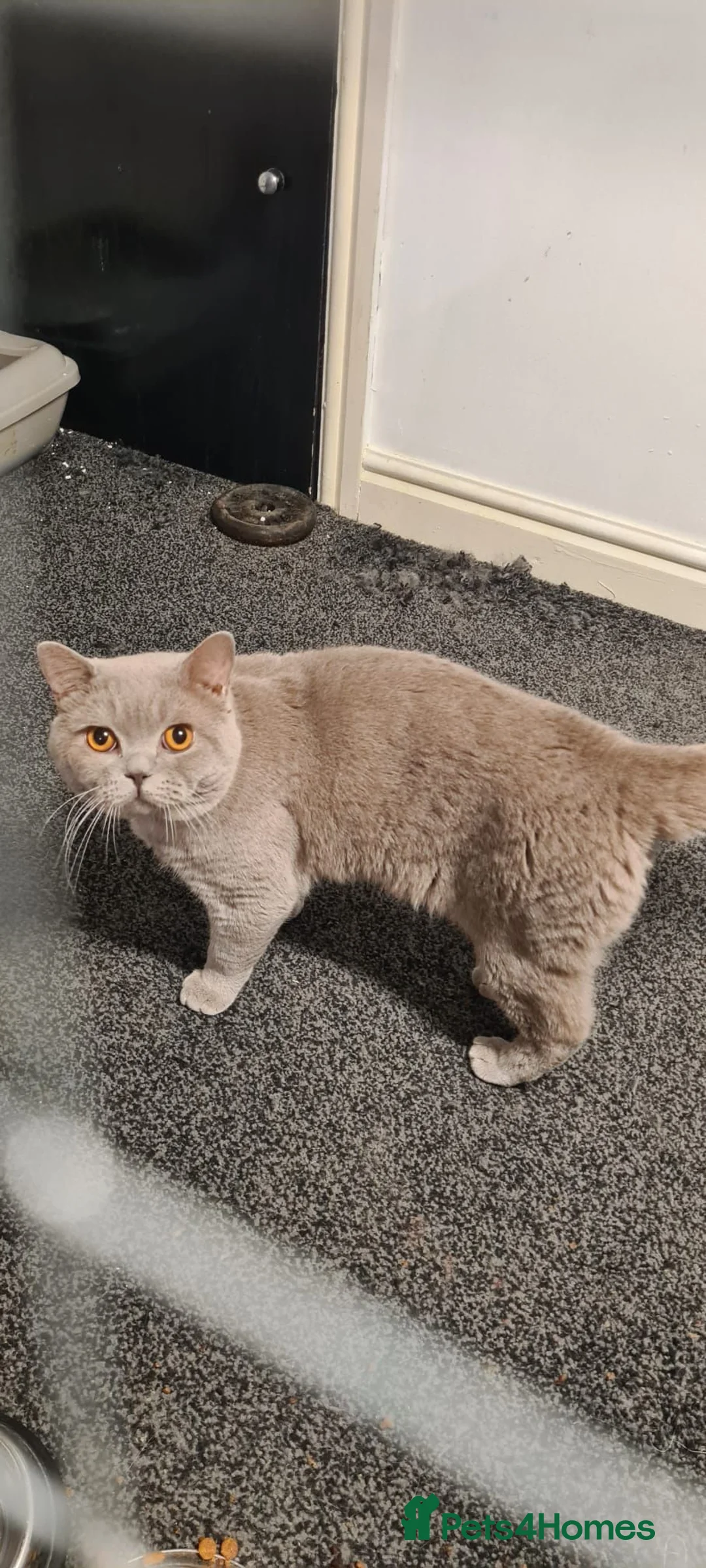 British Shorthair cats for sale: British Shorthair & Scottish Fold for sale - Advert 2