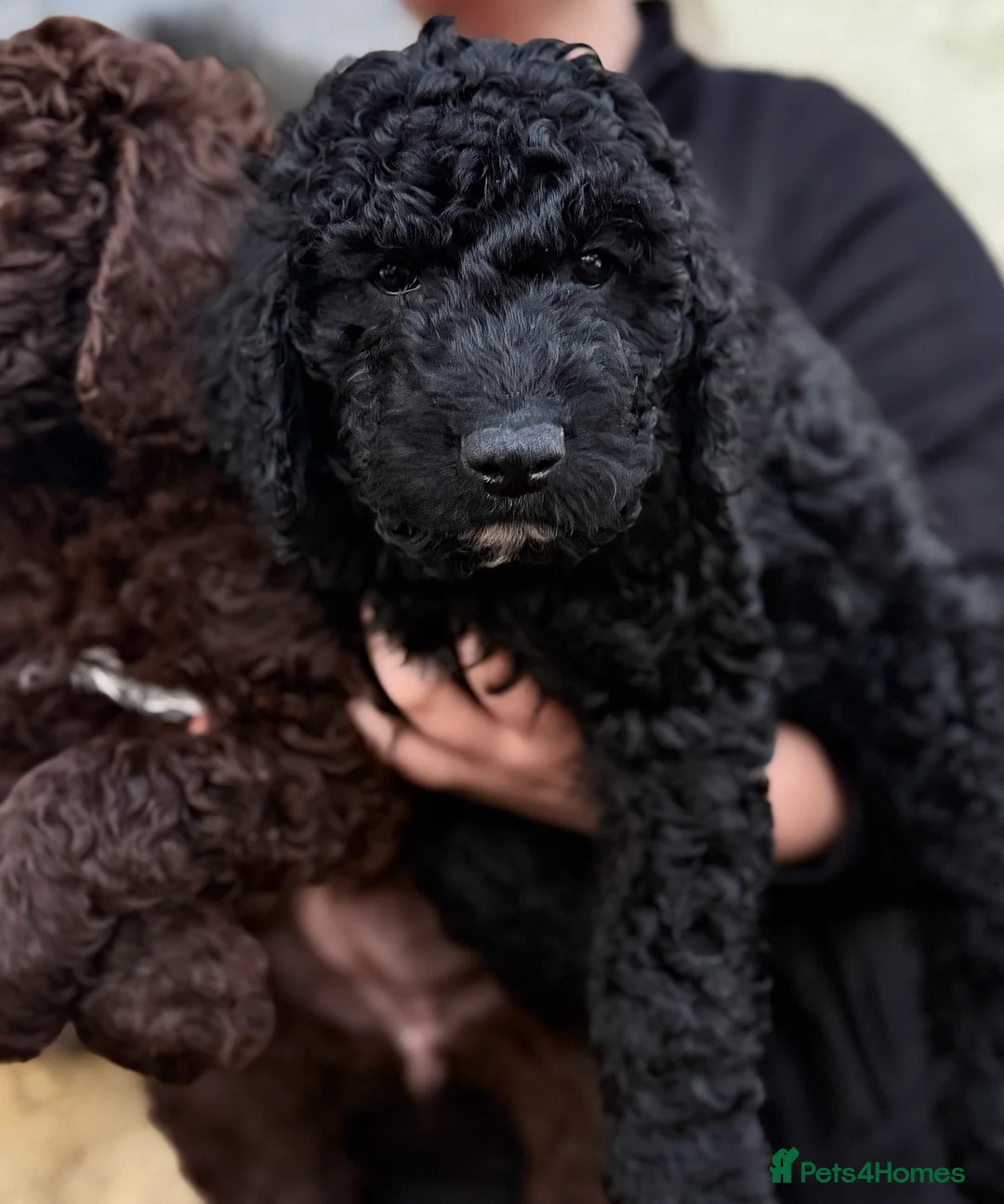 Goldendoodle dogs for sale: Female Goldendoodle Ready Now - Advert 6