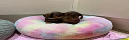 Miniature Dachshund dogs for sale: Chocolate & Tan Miniature Dachshund Pups  - Advert 3