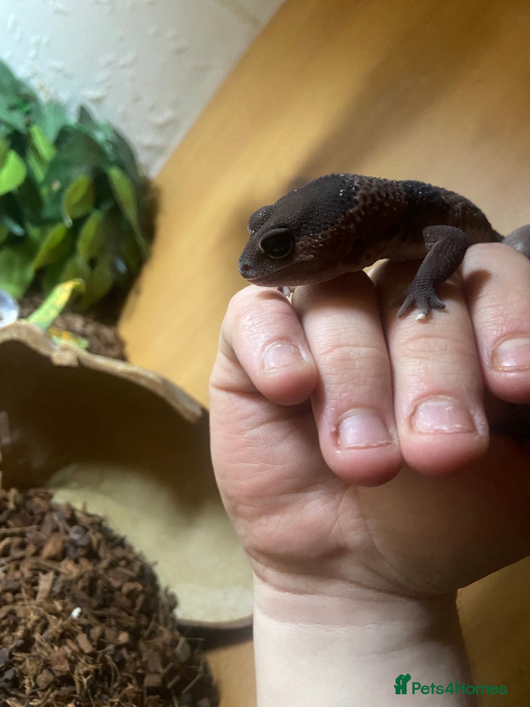 Lizard reptiles for sale: African fat tail gecko + full setup  - Advert 8