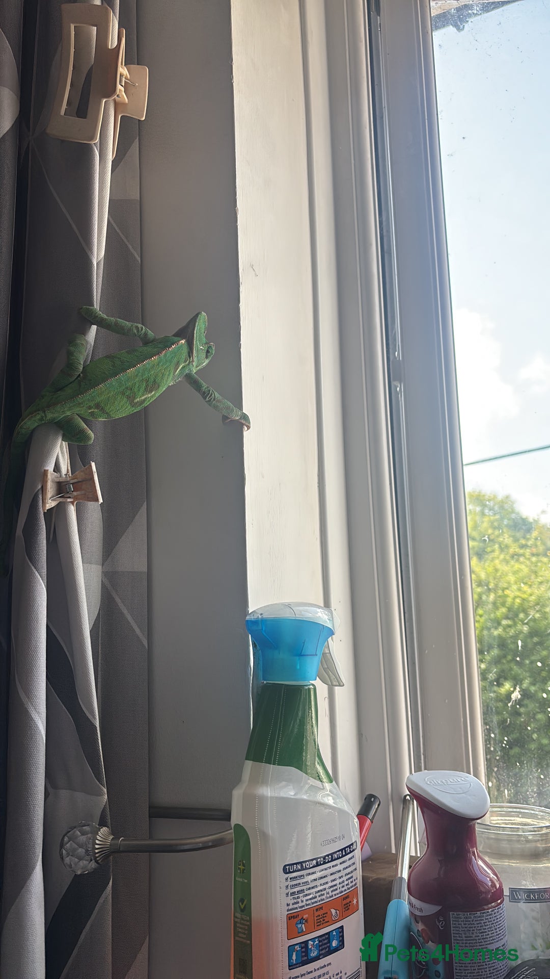 Chameleon reptiles for sale: Chameleon for sale  - Image 2