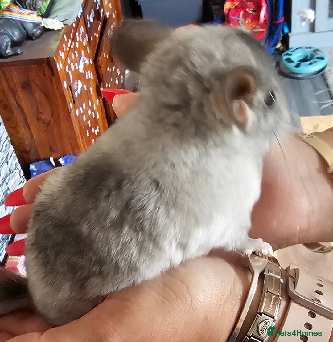 Chinchilla rodents for sale: Female Chinchilla Kit - Image 5