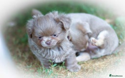 Chihuahua dogs for sale: Lilac chihuahua KC Registered Boys - Image 6