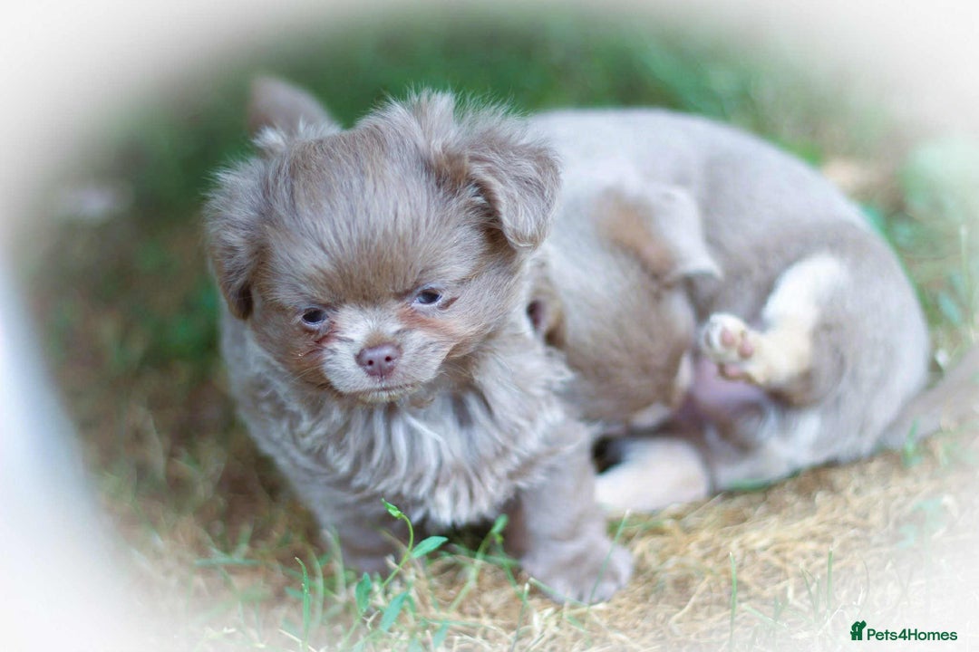 Chihuahua dogs for sale: Lilac chihuahua KC Registered Boys - Image 6