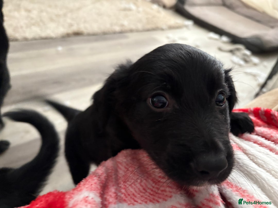 Mixed Breed dogs for sale: 5 Stunning Border Retrievers  - Image 18