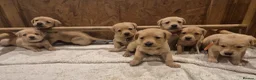 Labrador Retriever dogs for sale: Stunning labrador puppies - Advert 1