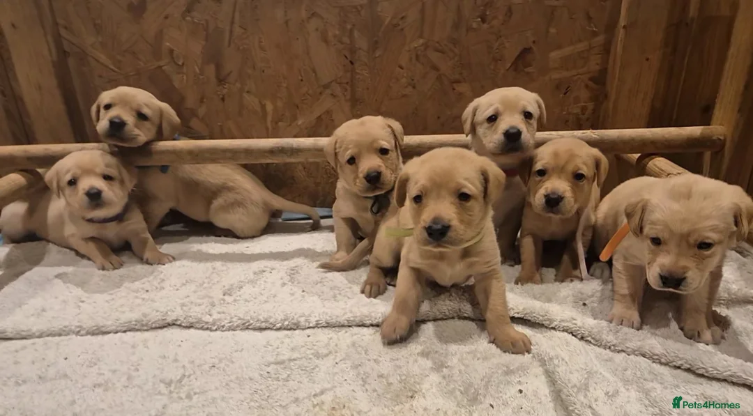 Labrador Retriever dogs for sale: Stunning labrador puppies - Advert 1