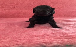 Cavapoo dogs for sale: Miniature poodle x cavapoo  - Image 8
