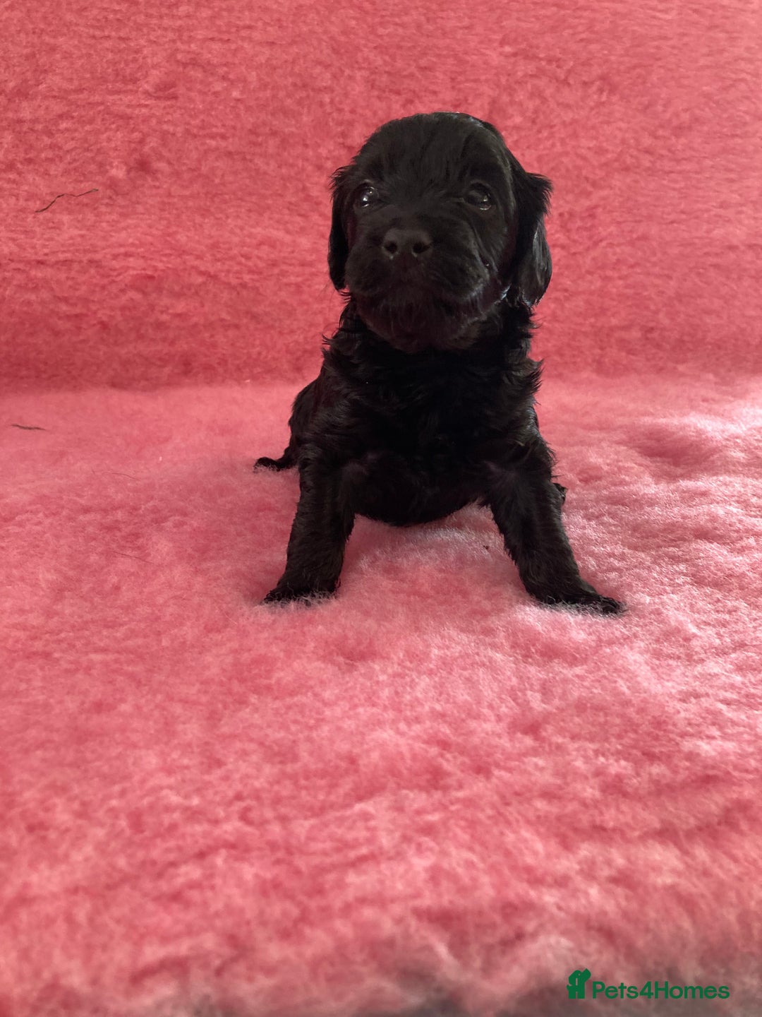 Cavapoo dogs for sale: Miniature poodle x cavapoo  - Image 8