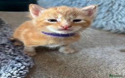 Maine Coon cats for sale: Mainecoon cross  - Image 6