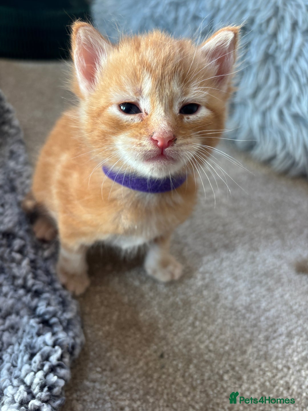 Maine Coon cats for sale: Mainecoon cross  - Image 6