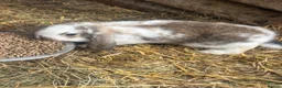 French Lop rabbits for sale: Gorgeous French lop babies ready to leave  - Advert 4