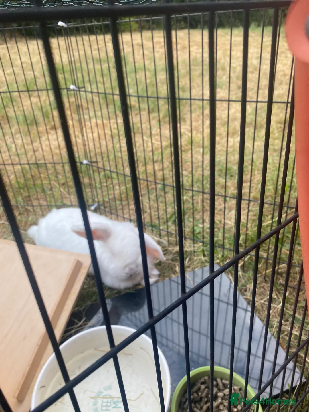 English Lop rabbits for sale: Female rabbit  - Advert 1