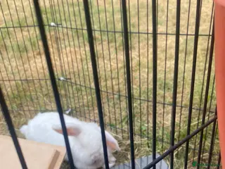 English Lop rabbits Female rabbit - Advert 1