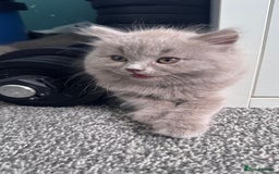 British Longhair cats for sale: British longhair ready for home in Watford - Image 10