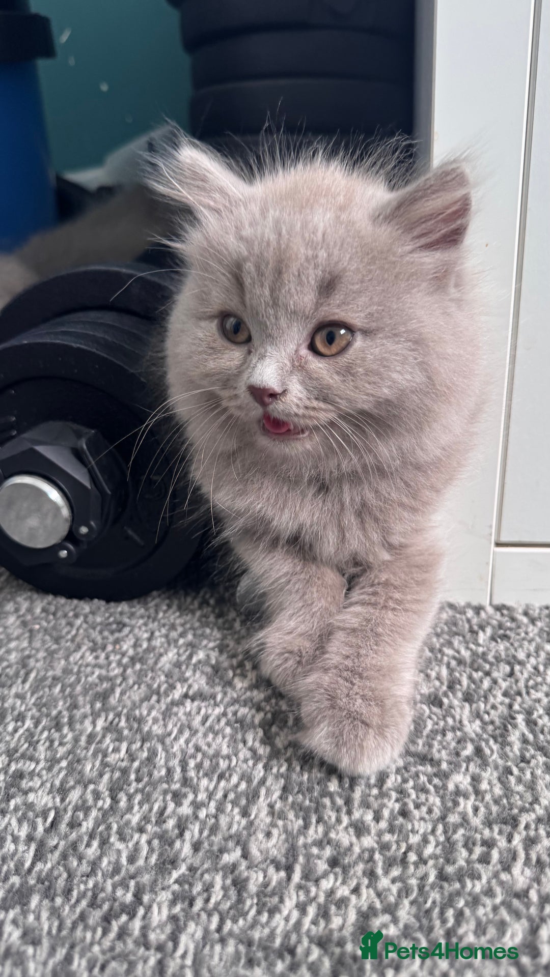 British Longhair cats for sale: British longhair ready for home in Watford - Image 10